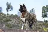 AKITA AMERICAIN 251